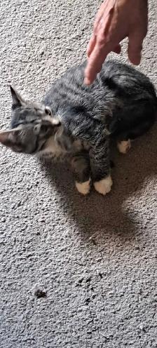 Two Kittens For Sale looking for a new home - Photo 3