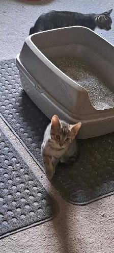 Two Kittens For Sale looking for a new home - Photo 4