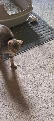 Two Kittens For Sale looking for a new home - Photo 5