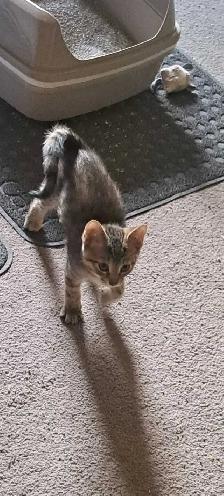 Two Kittens For Sale looking for a new home - Photo 6