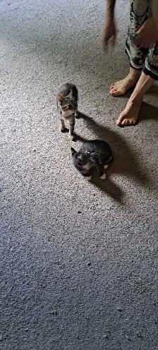 Two Kittens For Sale looking for a new home - Photo 7