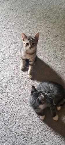 Two Kittens For Sale looking for a new home - Photo 8