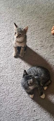Two Kittens For Sale looking for a new home - Photo 9