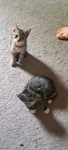 Two Kittens For Sale looking for a new home - Photo 10