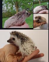 ♥Introducing Starla sweet high white pinto girl hoglet!Delivery