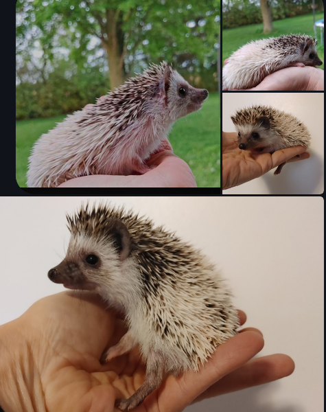 ♥Introducing Starla sweet high white pinto girl hedgehog girl