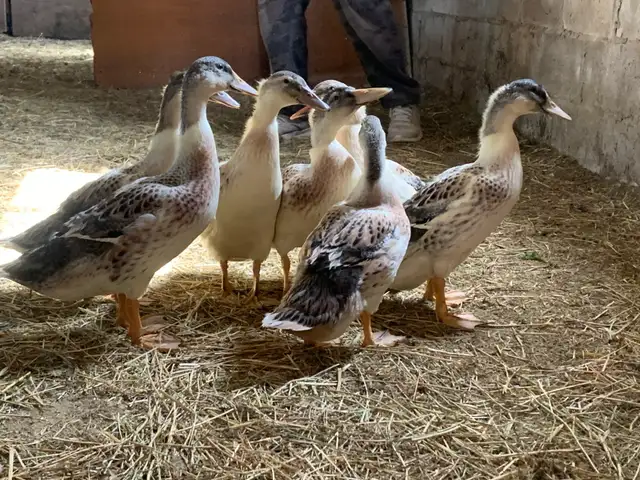 Welsh Harlequin ducks