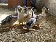 Welsh Harlequin ducks