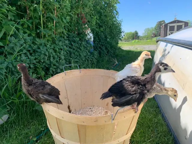 Turkeys well started