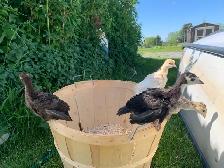 Turkeys well started