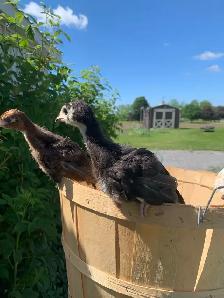 Turkeys well started - Photo 3