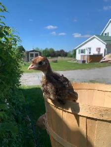 Turkeys well started - Photo 4