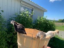 Turkeys well started - Photo 6