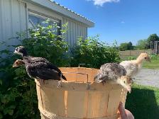Turkeys well started - Photo 7