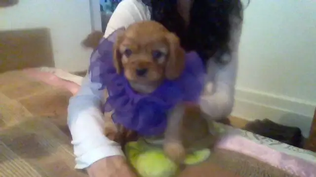Cavalier king charles à vendre