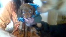 Cavalier king charles à vendre - Photo 2