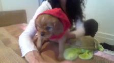 Cavalier king charles à vendre - Photo 3
