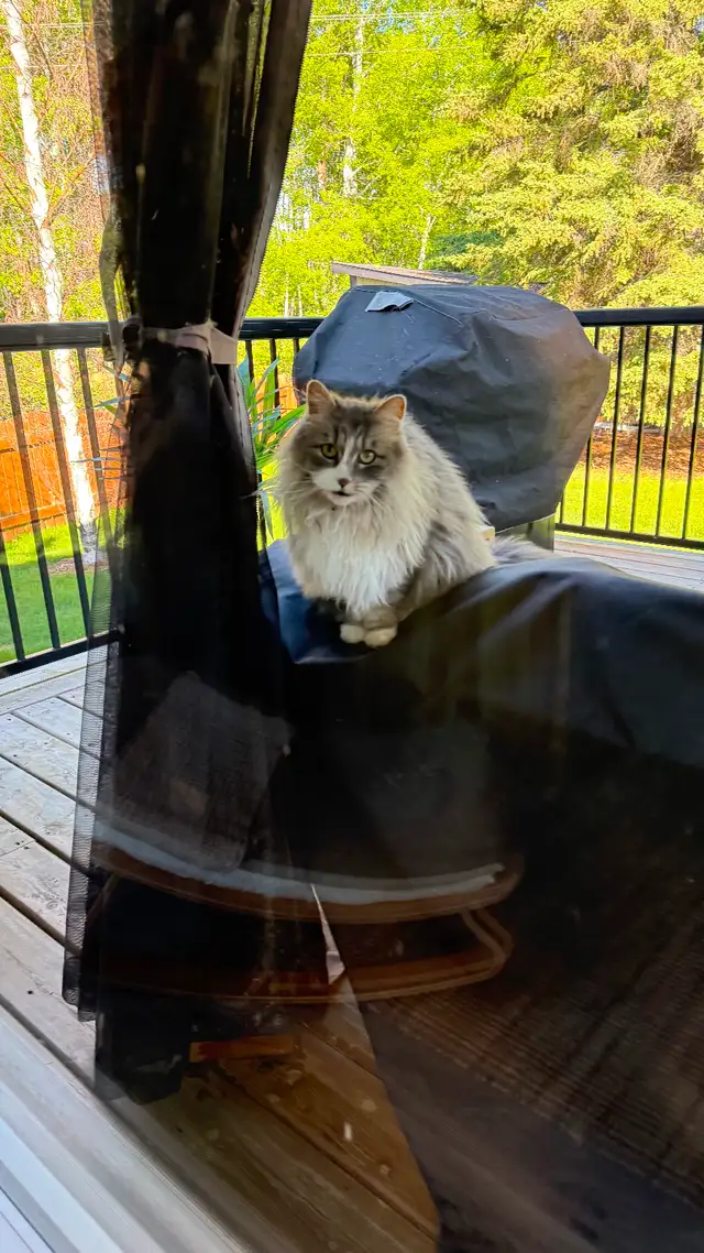 Manx cross cat with food/accessories