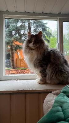 Manx cross cat with food/accessories - Photo 4