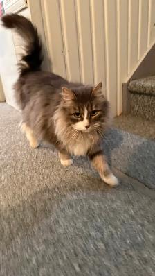Manx cross cat with food/accessories - Photo 7