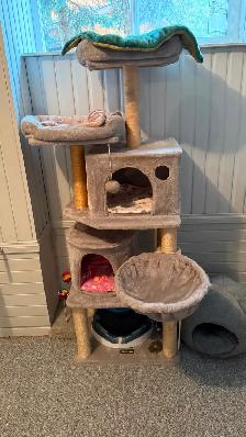 Manx cross cat with food/accessories - Photo 8