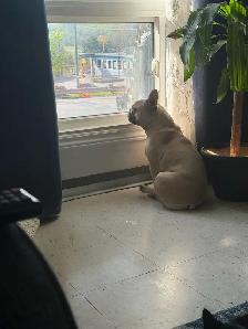 French Bulldog Looking for the Right Home