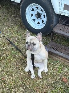 French Bulldog Looking for the Right Home - Photo 3