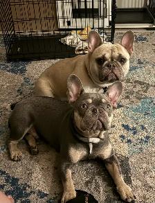 French Bulldog Looking for the Right Home - Photo 5