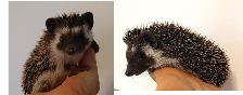 ♥Marty or Manny Dark chocolate boy hoglets Delivery habitats inc