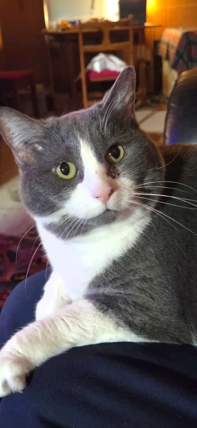looking for a furry buddy?