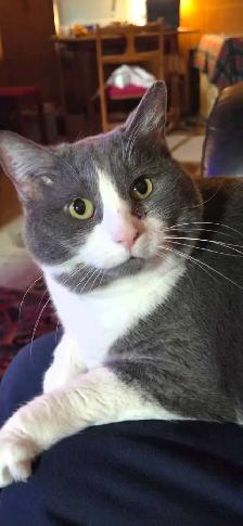 looking for a furry buddy?
