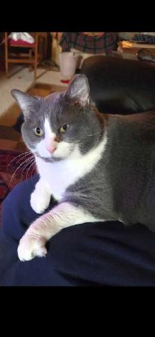 looking for a furry buddy? - Photo 2