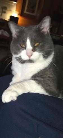 looking for a furry buddy? - Photo 3