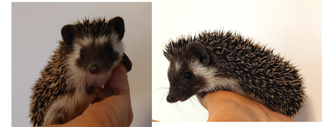♥Marty or Manny Dark chocolate boy hoglets Delivery habitats inc