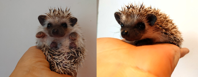 ♥Carly or Caspian Pinto hoglets with two-toned masks! Delivery h