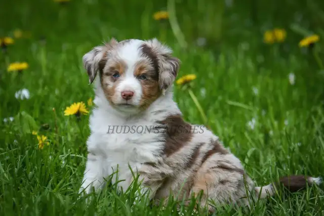 Toy & Miniature Australian Shepherd Puppies