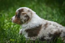 Toy & Miniature Australian Shepherd Puppies - Photo 2