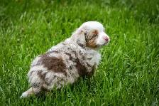 Toy & Miniature Australian Shepherd Puppies - Photo 7