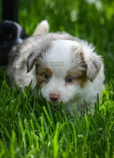 Toy & Miniature Australian Shepherd Puppies - Photo 8