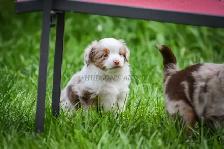 Toy & Miniature Australian Shepherd Puppies - Photo 10
