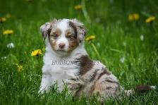 Toy & Miniature Australian Shepherd Puppies