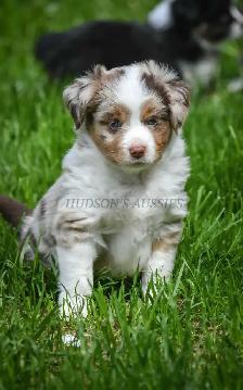 Toy & Miniature Australian Shepherd Puppies - Photo 2