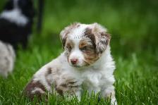 Toy & Miniature Australian Shepherd Puppies - Photo 3