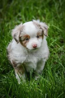Toy & Miniature Australian Shepherd Puppies - Photo 4
