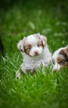 Toy & Miniature Australian Shepherd Puppies - Photo 7