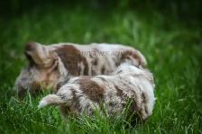 Toy & Miniature Australian Shepherd Puppies - Photo 8