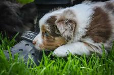 Toy & Miniature Australian Shepherd Puppies - Photo 10