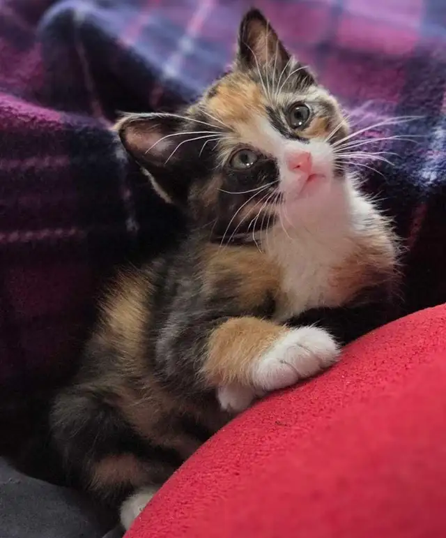 Calico and Orange Tabby Kittens