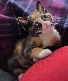Calico and Orange Tabby Kittens