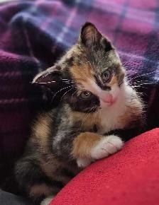 Calico and Orange Tabby Kittens - Photo 2